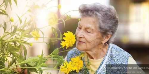 Aged woman taking in the fragrance of flowers at Signature Global Titanium Sector 71 Gurgaon's Flowering & Sensory Gardens.